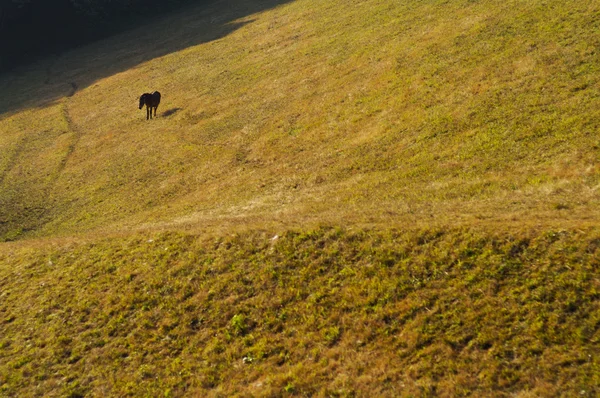 Chevaux sauvages dans la vallée pittoresque — Photo