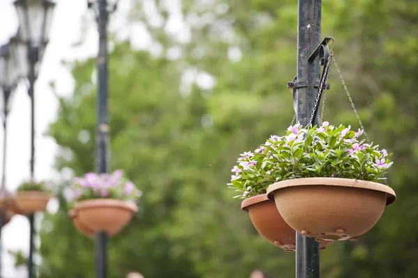 Cesto appeso di fiori — Foto Stock