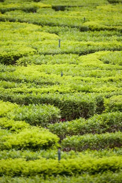 Saupoudrer dans le jardin — Photo