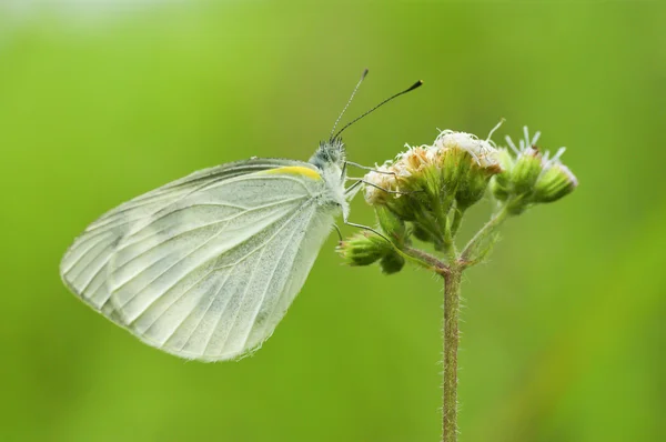 Butterfly on a wild flowers (Polyommatus icarus) — Stock Photo, Image