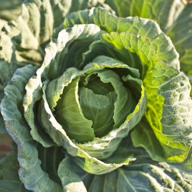 lahana yakın su teslimi ile yaprak doldu