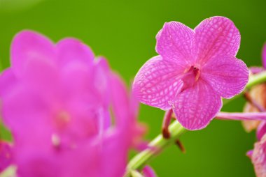 Güzel mor orkide - Phalaenopsis