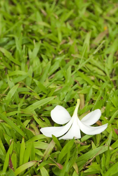 Frangipani yeşil çimenlerin üzerinde — Stok fotoğraf