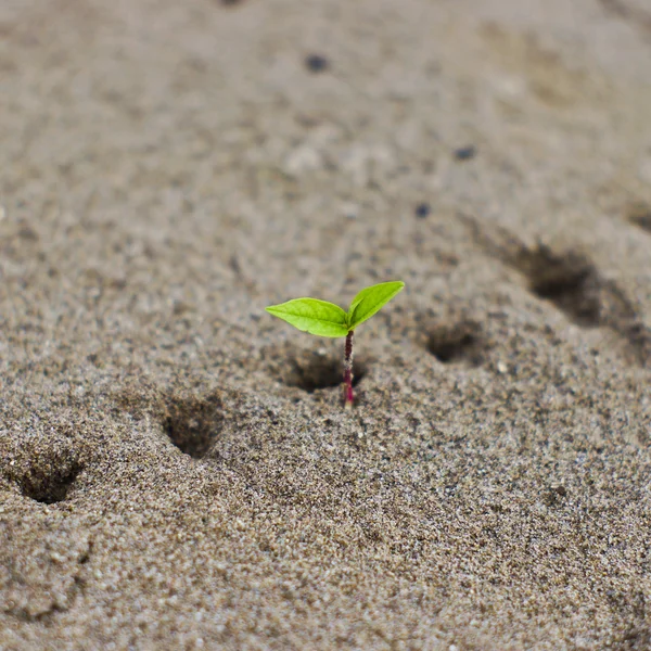 Pasgeboren plant — Stockfoto