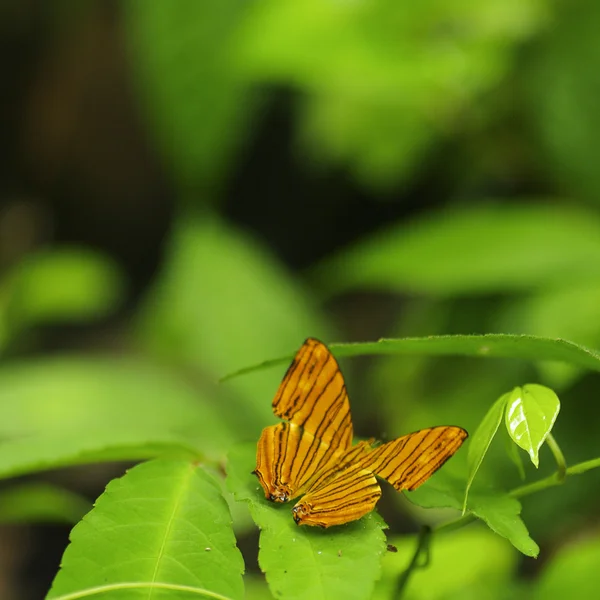 Pequeña mariposa naranja sobre fondo de hoja verde fresca — Foto de Stock