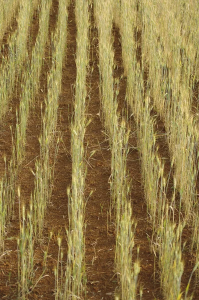 Gröna korn fältet bakgrund — Stockfoto