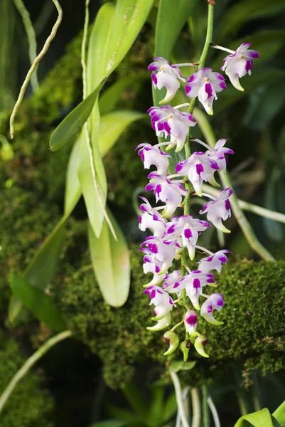 Infiorescenza fiore orchidea bianca — Foto Stock