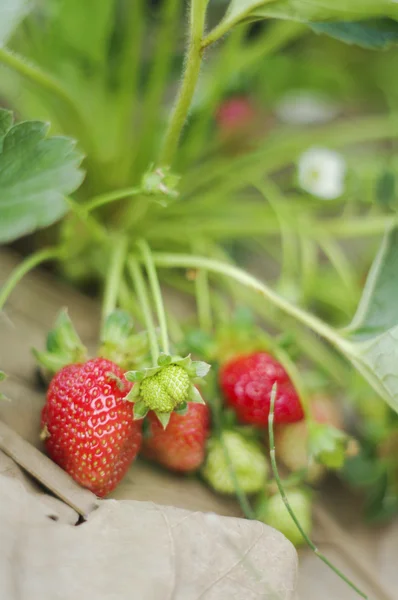 Fresas orgánicas frescas tiro de primer plano — Foto de Stock