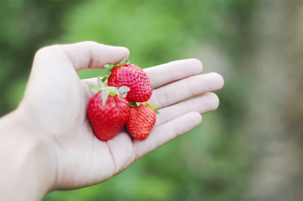 Fresas frescas a mano — Foto de Stock