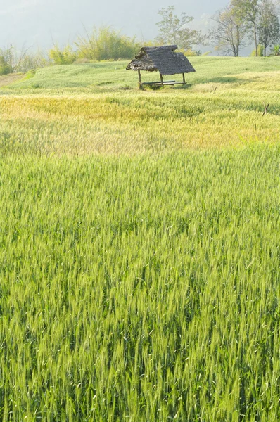Green Terraced Rice Field i Chiangmai, Thailand — Stockfoto