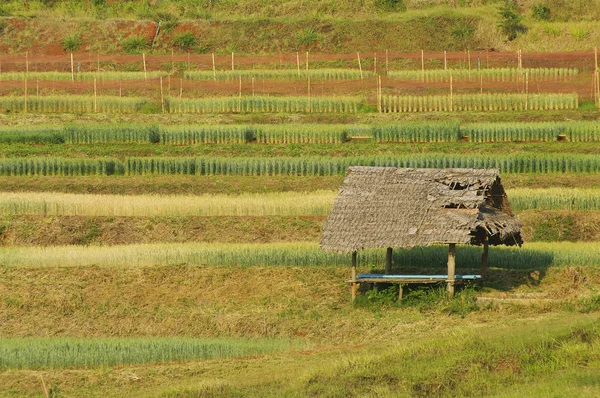 Chiangmai, Tayland 'daki Yeşil Teraslı Pirinç Tarlası — Stok fotoğraf