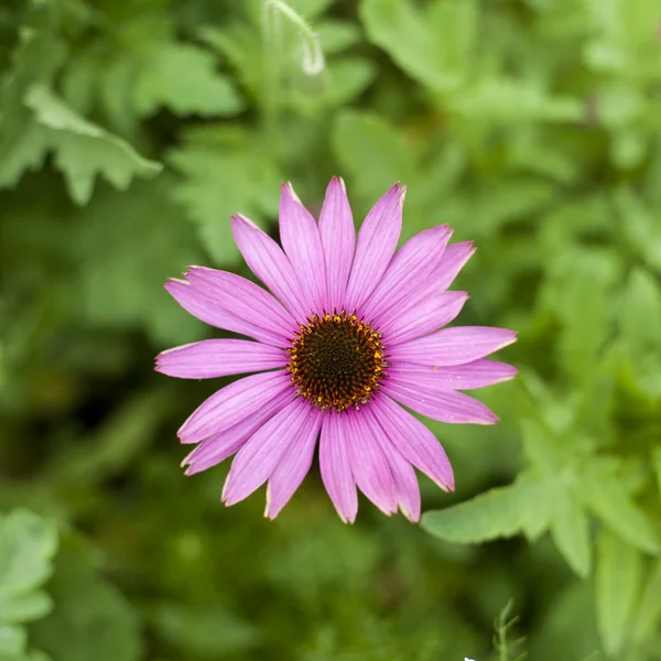 Flores cor de rosa — Fotografia de Stock