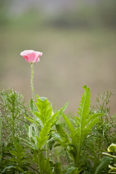 Pink flowering poppies and a blurred natural background. — Stock Photo, Image