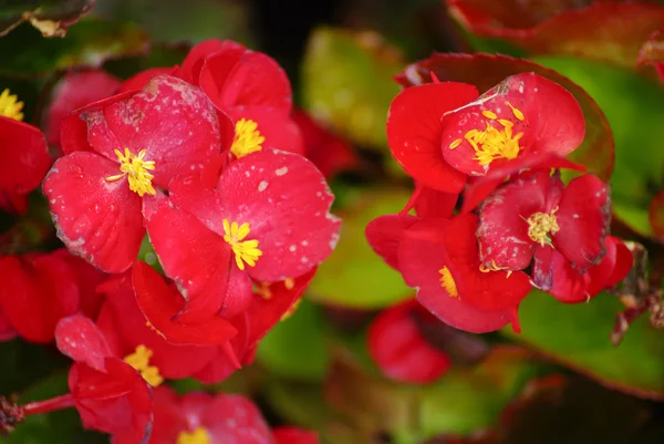 Macro of little red flowers — Stock Photo, Image