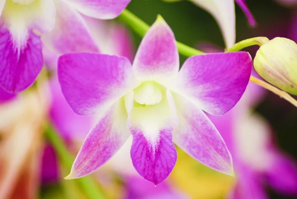 Beautiful purple orchid - phalaenopsis — Stock Photo, Image