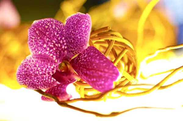 Beautiful purple orchid - phalaenopsis — Stock Photo, Image