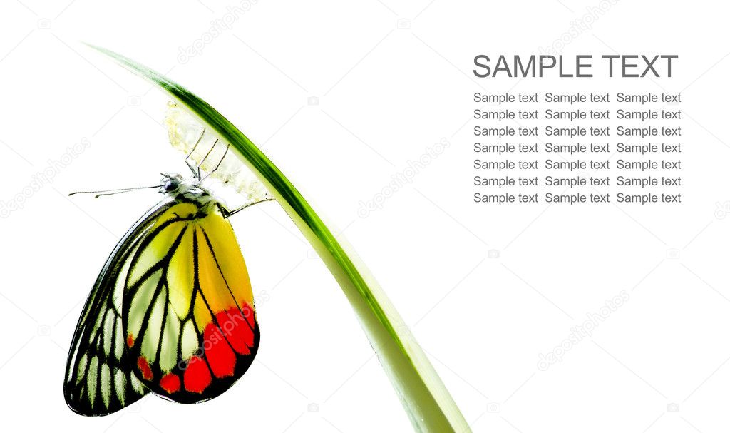 바둑의 나비, 유 매니아, 아기 자연이 솔 라에서 태어난 — 스톡 사진 © 2nix #26409683 바둑의 나비, 유 매니아, 아기 자연이 솔 라에서 태어난