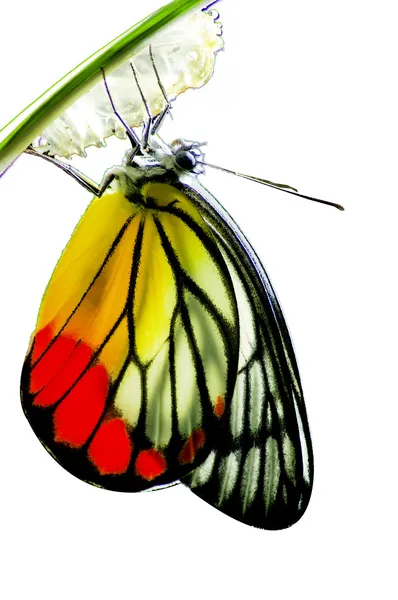 帝王蝶，乳草属植物的狂热，在性质上出生的婴儿 — 图库照片