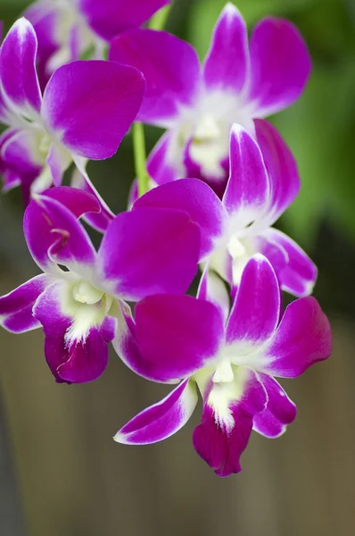 Beautiful purple orchid - phalaenopsis — Stock Photo, Image