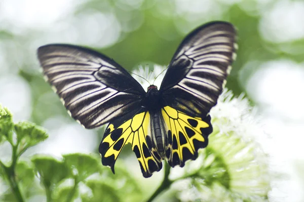 Farfalla nera gialla nella natura — Foto Stock