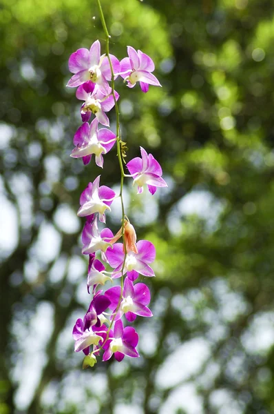 Beautiful purple orchid - phalaenopsis — Stock Photo, Image