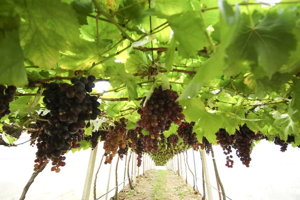 Винограду в саду — стокове фото