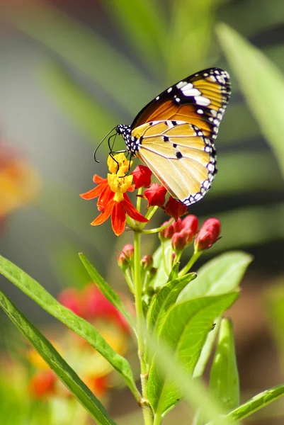 Monarch vlinder, Kroontjeskruid mania — Stockfoto