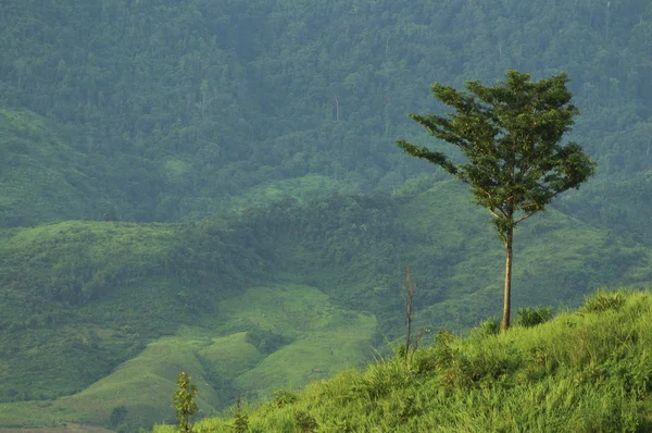 Samotne drzewo na wzgórzu — Zdjęcie stockowe