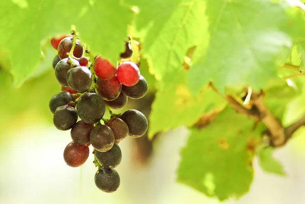 Trauben im Garten — Stockfoto