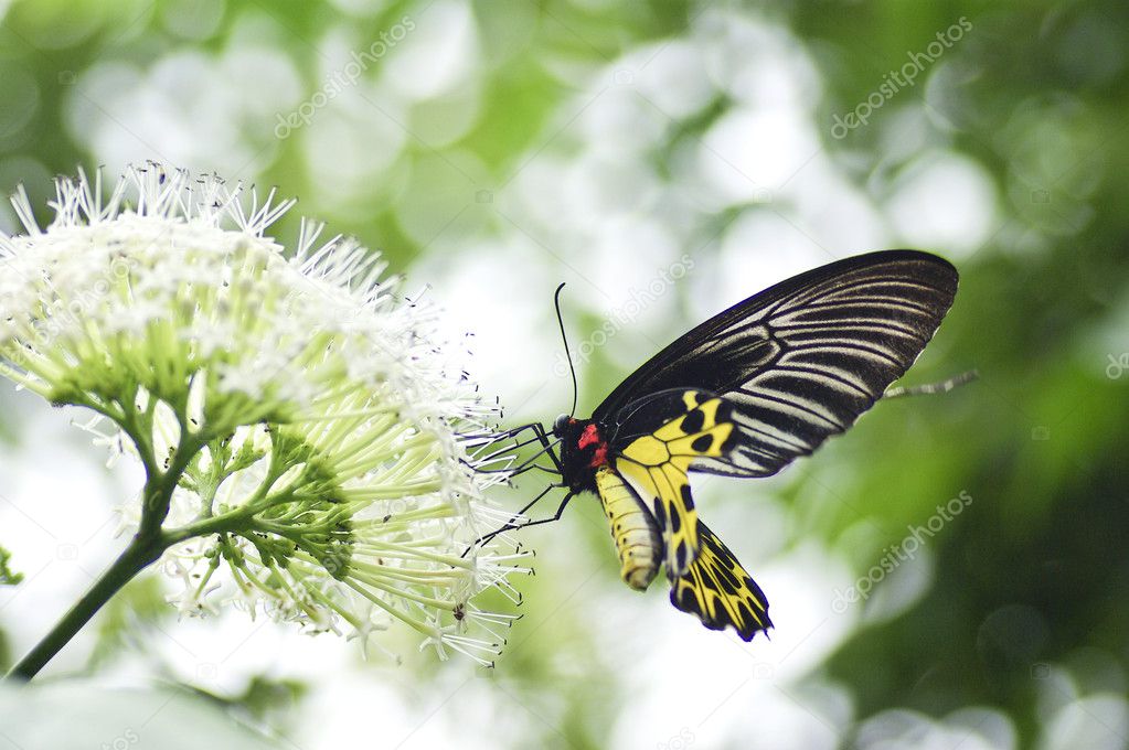 Yellow black butterfly in the nature