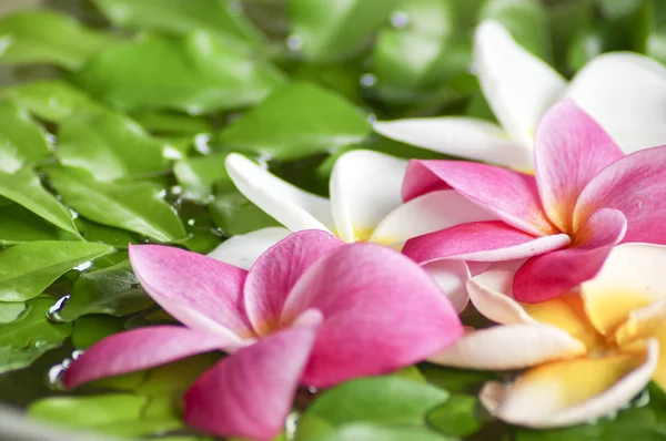 Flor spa masaje en el agua —  Fotos de Stock