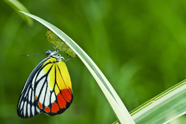 Monarch butterfly, milkweed mánie, baby narozený v přírodě. — Stock fotografie