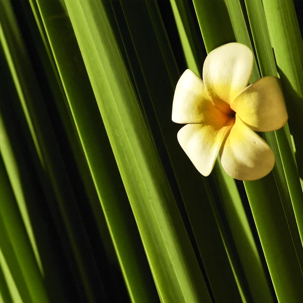 Frangipani yeşil — Stok fotoğraf