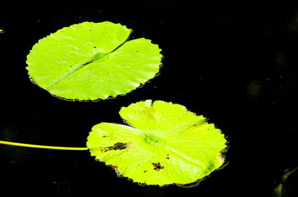 Лист лотоса на воді — стокове фото