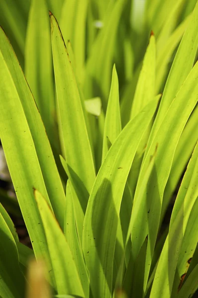 Groene bladboom — Stockfoto