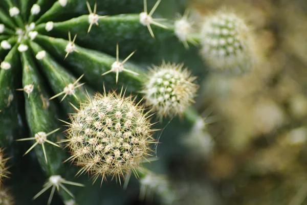 Green cactus close up — Stock Photo, Image