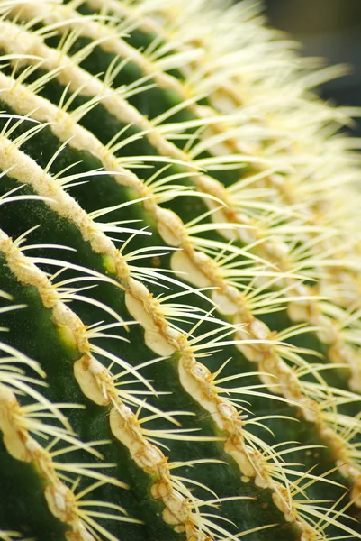 Cactus close up — Stock Photo, Image