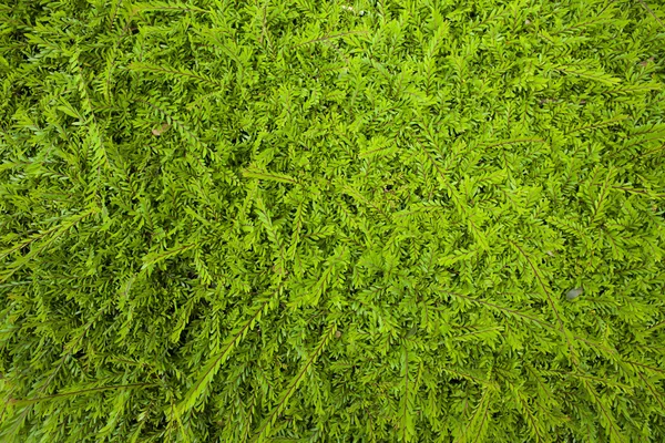 Tekstur latar belakang daun hijau — Stok Foto