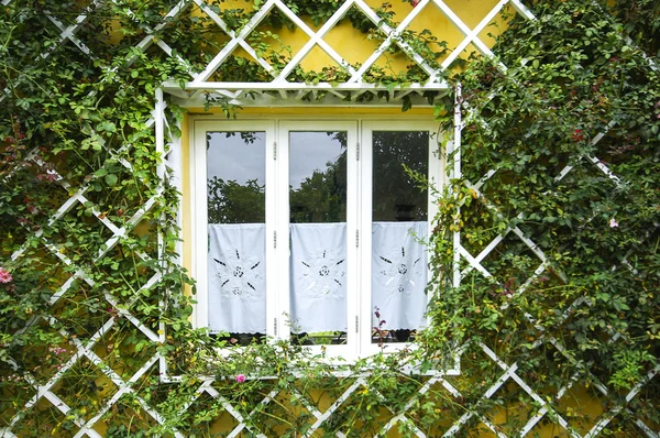 Landsbygdens fönster inramat av träd — Stockfoto