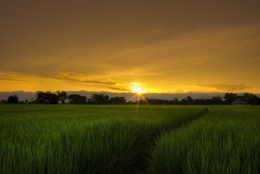 Asya pirinç alan gündoğumu veya günbatımı