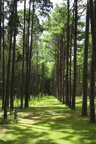 Uma foto de uma floresta de pinheiros uma manhã cedo no outono — Fotografia de Stock