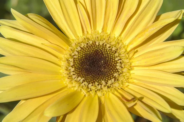 Close up sunflower — Stock Photo, Image