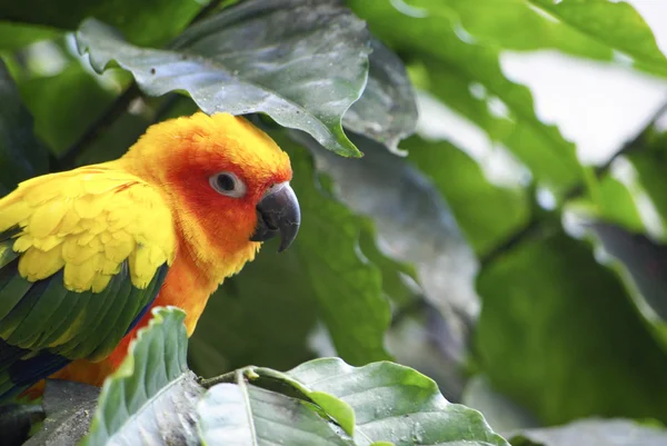 Parrot bird — Stock Photo, Image
