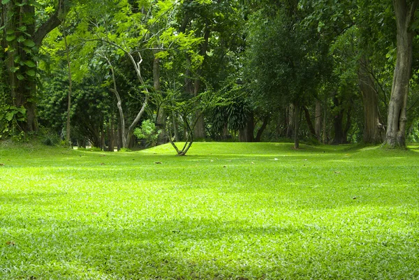 Jardín hierba verde — Foto de Stock