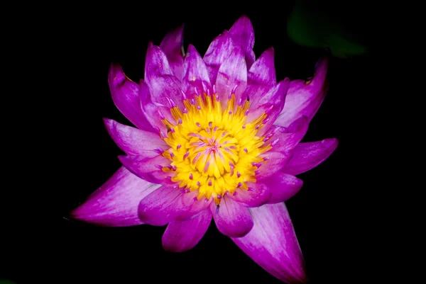 Purple lotus in the dark, macro shot — Stock Photo, Image