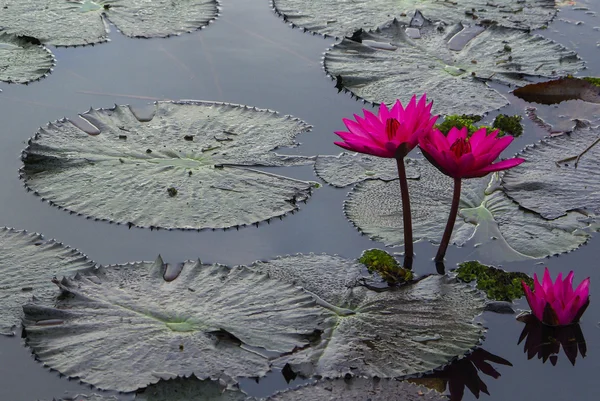Flor de loto florecen en el amanecer —  Fotos de Stock