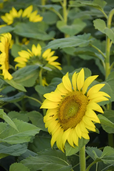 Sonnenblumen pflanzen — Stockfoto