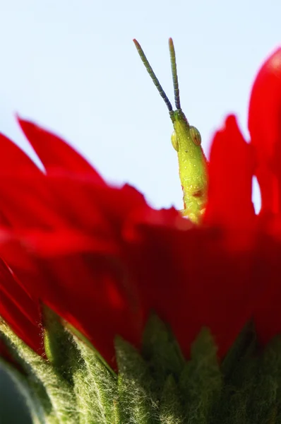 Dlouhé rohatou kobylku nebo kriket na červený květ — Stock fotografie