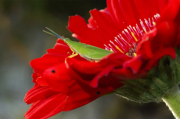 Long horned grasshopper or cricket on red flower — Stock Photo, Image