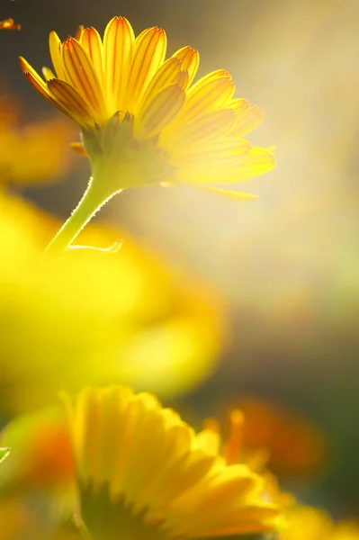 Soft-focus close-up of yellow flowers — Stock Photo, Image